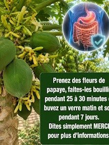 ¡El Secreto Ancestral que Nadie te Contó! Descubre los 20 Poderes Ocultos de la Flor de Papaya y Cómo Usarlos para Transformar tu Salud HOY