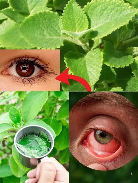¡NO MÁS GAFAS! 🤯 Descubre el Secreto NATURAL que Está Devolviendo la Visión Clara a Miles (Y Tú Puedes Ser el Siguiente)