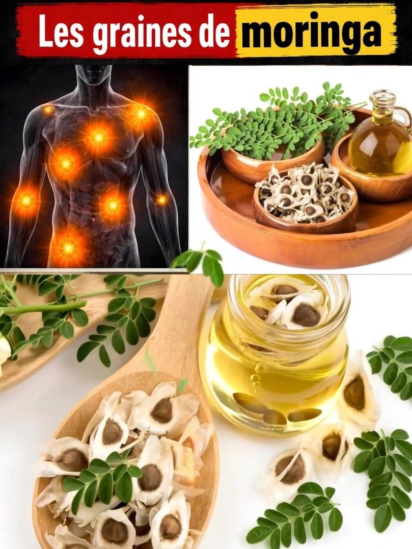 El 'Árbol Milagroso' es REAL: ¡No Imaginarás lo que las Semillas de Moringa Hacen por Tu Salud!