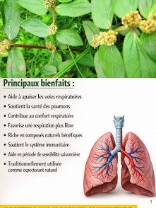 ¡El Secreto Ancestral Revelado! Cómo Preparar la Infusión de Euphorbia Hirta que Transformará Tu Salud Respiratoria (¡Y Más!)