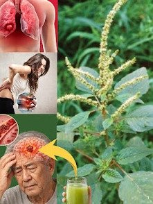 ¡No arranques ESTO! La 'mala hierba' de tu jardín que esconde el SECRETO de la juventud, energía y mente brillante.