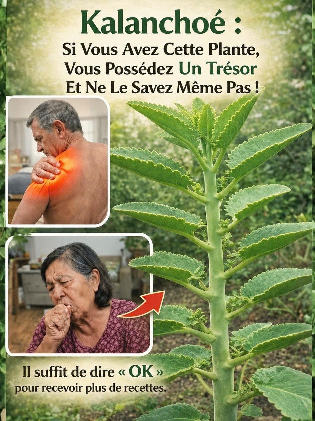 El Secreto Mejor Guardado de la Naturaleza: Descubre Por Qué el Kalanchoe es la Planta Que Todos Desean Tener en Casa