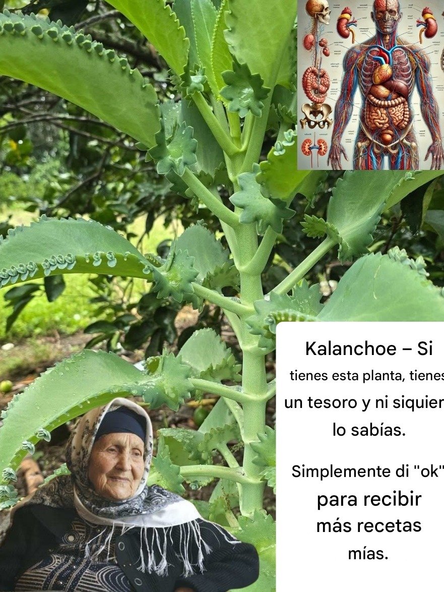 ¡ATENCIÓN! 😱 La Única Planta que Necesitas en Casa: 8 Secretos de la Kalanchoe que Transformarán Tu Salud (Y NADIE te lo ha contado)
