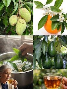 ¿Cansado de la Diabetes y la Presión Alta? ¡Descubre el Secreto de 4 Hojas Milagrosas que Podrían Cambiar Tu Vida para Siempre!