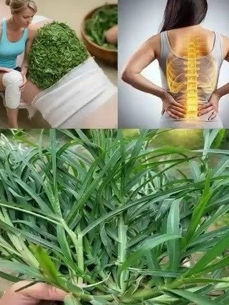 ¡Adiós al Dolor! Descubre la Planta Milenaria que Calma Músculos, Migrañas y Malestar General al Instante