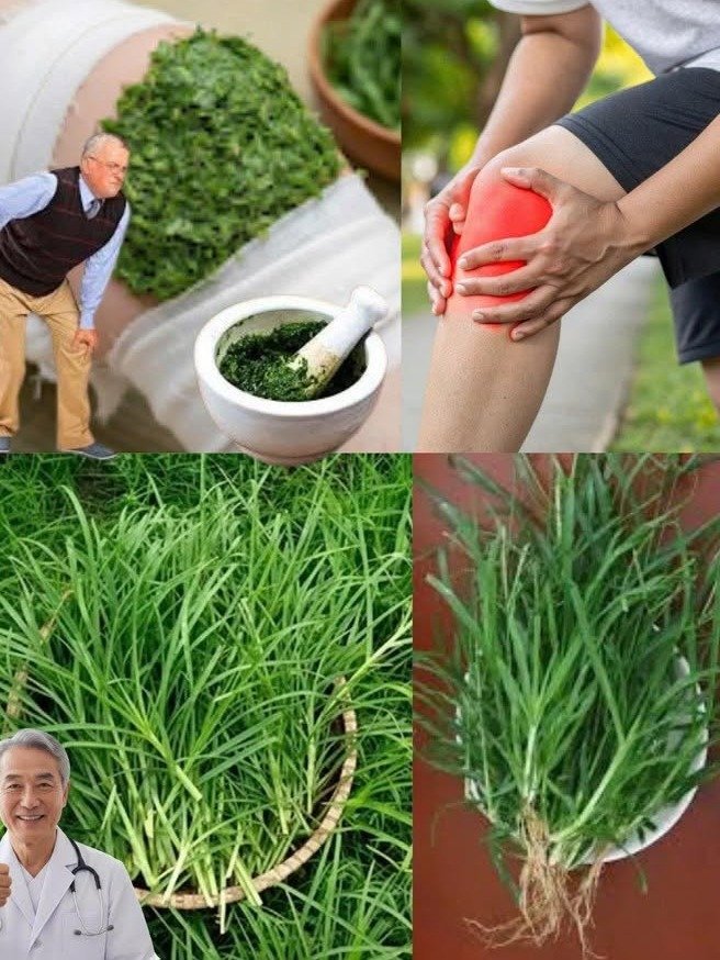 ¡No Sufras Más! Descubre las 7 Plantas Medicinales que la Naturaleza Te Ofrece para Eliminar Dolores Musculares y Cefaleas al Instante