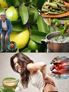 El Secreto Oculto para Tu Salud: ¡15 Razones Impactantes por las que DEBES Beber Té de Hoja de Guayaba Diariamente (y el 99% lo ignora!)
