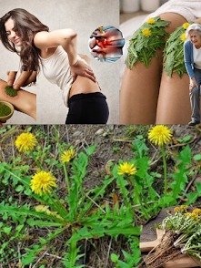 ¡NO TE LO PUEDES PERDER! El Secreto Ancestral Que Tu Hígado Necesita: Descubre Por Qué la Raíz de Diente de León Está Revolucionando la Salud.