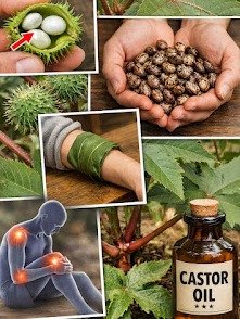 ¿Más de 50 y Articulaciones Rígidas? Descubre el Secreto de Triple Acción del Aceite de Ricino que NADIE te ha Contado (¡Transforma tu Bienestar AHORA!)