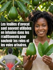 El SECRETO NATURAL que NADIE te cuenta: ¡Transforma tu digestión y dile adiós a la hinchazón con el té de hojas de aguacate!