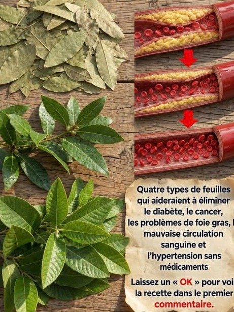 ¡El Secreto Mejor Guardado de la Naturaleza! 4 Hojas Comunes Que Transformarán Tu Salud Diaria (Aguacate, Mango, Laurel y Guayaba)