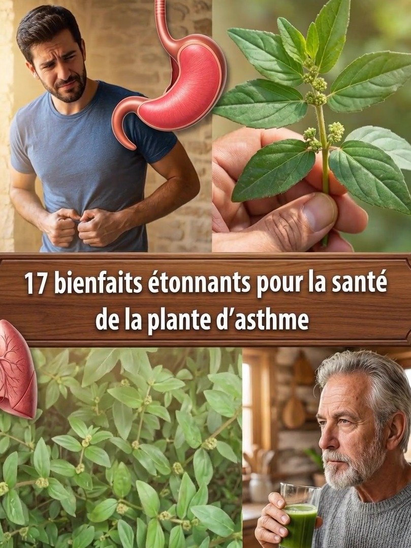La Planta Olvidada que Podría CAMBIAR Tu Salud: ¡Descubre los Secretos Ocultos de la Euphorbia Hirta Hoy!