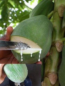 ¡No Desperdicies Esto! El Secreto Oculto de la Papaya Verde que Transformará Tu Salud (¡Su Savia Blanca es Oro Puro!)