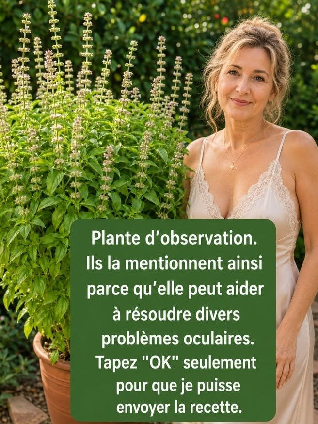 ¡El Secreto Púrpura que Revolucionará Tu Cocina y Tu Salud! Descubre los Poderes Ocultos de la Albahaca Morada y Cómo Cultivarla Fácilmente en Casa