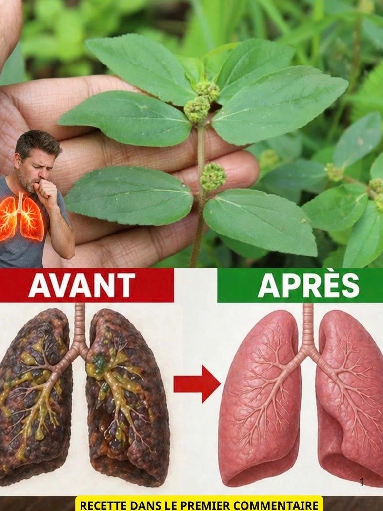 ¡Adiós Asma y Dolores! 🌿 Esta Planta Silvestre Escondida PODRÍA CAMBIAR TU SALUD para Siempre (5 Beneficios Que Debes Conocer YA)
