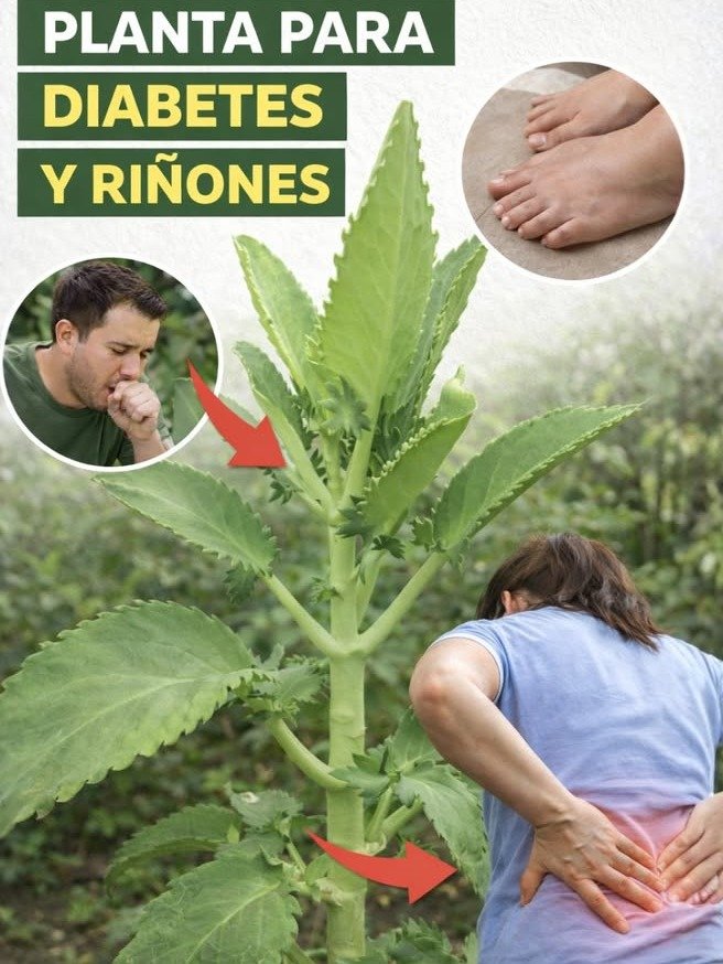 ¡La Naturaleza Tenía la Respuesta! Descubre el Secreto Ancestral de la Kalanchoe Pinnata que Transformará Tu Bienestar Metabólico y Renal (¡La Ciencia lo Confirma!)