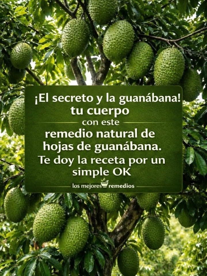 ¡Increíble! El Secreto Milenario de las Hojas de Guanábana que NADIE te ha contado: 20 Beneficios Asombrosos para Desinflamar y Fortalecer Tu Organismo