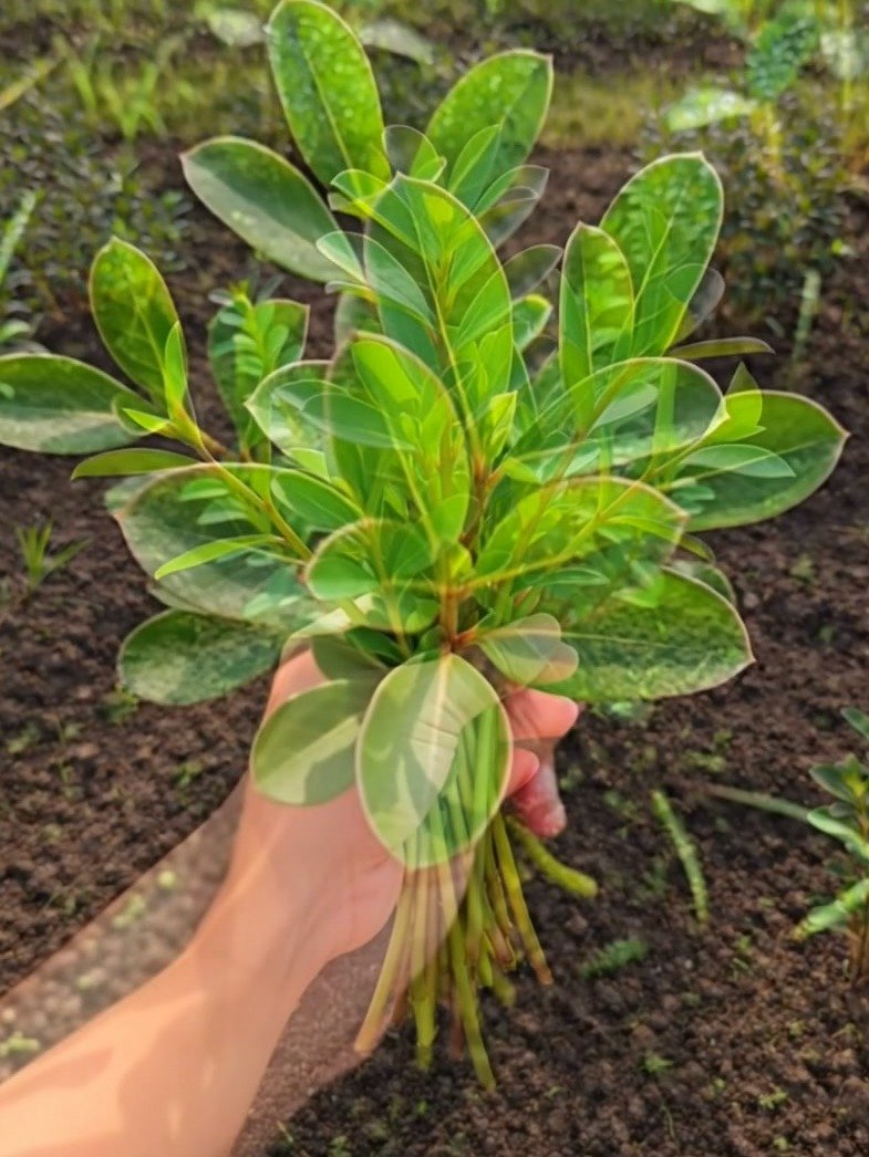 ¡No La Arrancaste Por Error! Esta 'Mala Hierba' Esconde un Tesoro de Omega-3 y Nutrientes BAJO TUS PIES 🌿