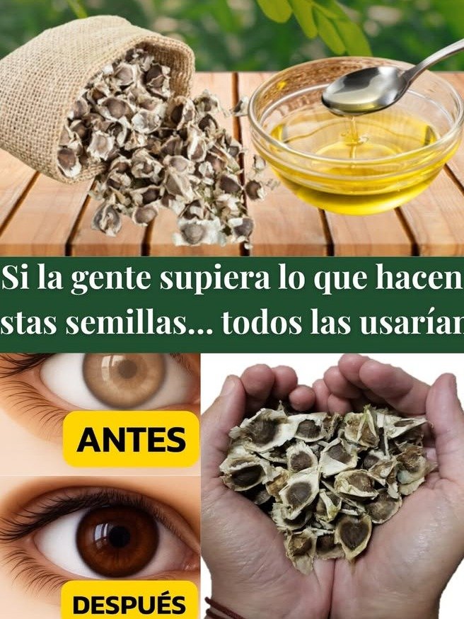 ¡Alerta Visual! El Secreto Natural de las Semillas de Moringa que Tu Vista Necesita HOY (y Nadie te Ha Contado)