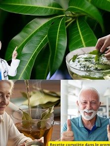 ¡El Secreto Ancestral Revelado! Cómo las Hojas de Mango Transformarán Tu Salud (¡No Creerás lo que Hacen!)