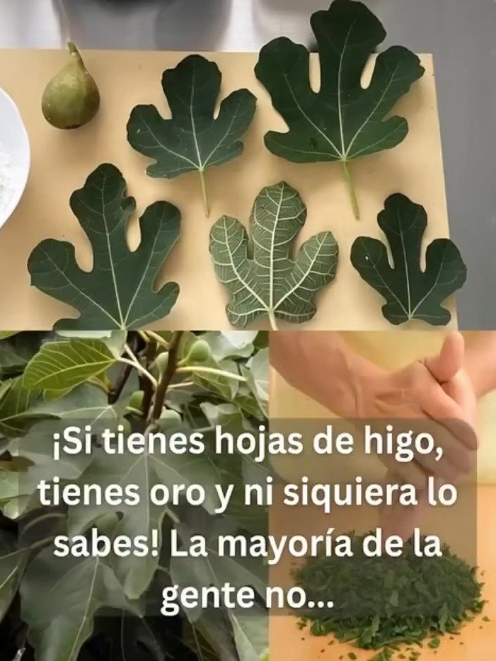 ¡No Vas a Creer lo que Puedes Hacer con las Hojas de Higuera! 🤫 Secretos Milenarios para Tu Salud, Cocina y Jardín