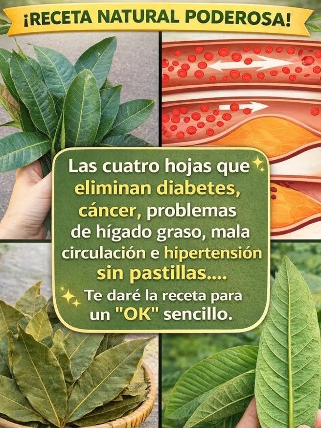 El Secreto Mejor Guardado de la Naturaleza: 4 Hojas Que Transformarán Tu Salud y NADIE Te Ha Contado ¡Hasta Ahora!