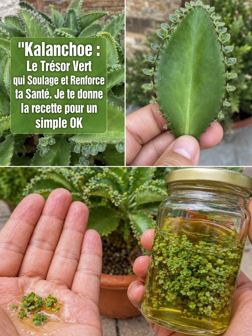 El Secreto Mejor Guardado: Cómo el Kalanchoe Puede Transformar Tu Bienestar y Por Qué DEBES Tenerlo en Casa HOY Mismo